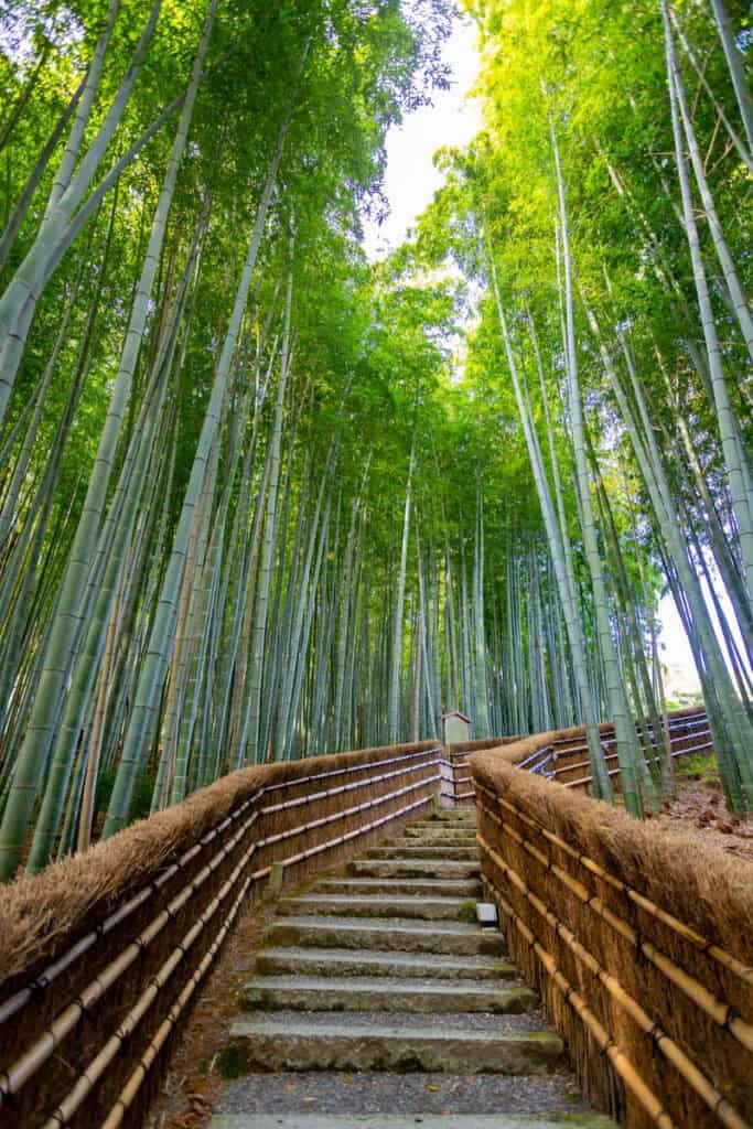Arashiyama Bamboo Grove, Jepun