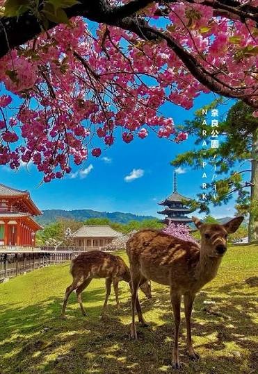 Nara Park, Jepun